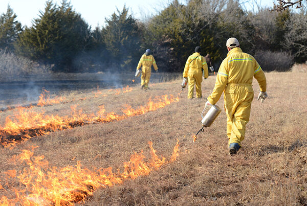 View of a safe prescribed burn managed by professionals to restore habitat