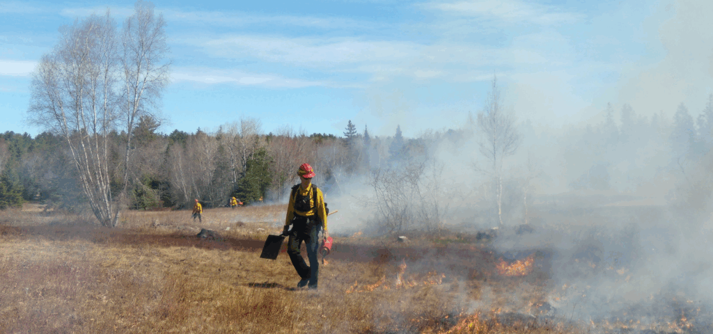 Controlled prescribed fire burning in a forest for habitat restoration