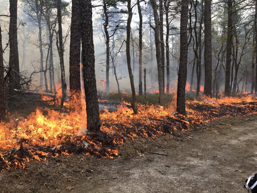 Suffolk County brush fire in New York State during 2025, highlighting prescribed fire importance