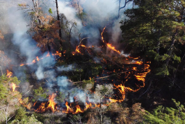 Aerial view of a managed prescribed fire in a forested area, with flames contained and smoke rising safely