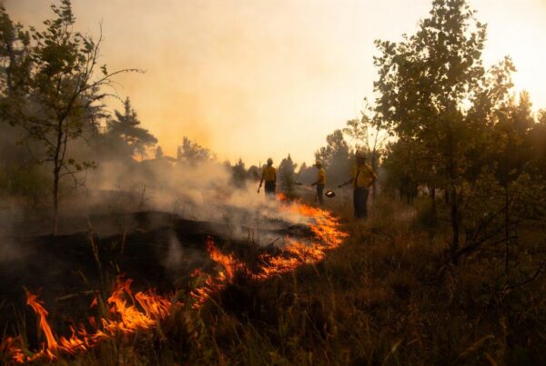Controlled prescribed fire burning safely in woodland habitat with firefighters monitoring