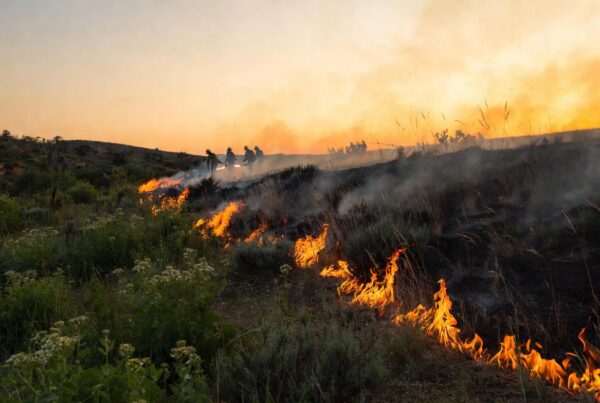 Certified burners conducting a safe prescribed fire on conservation land protected by Conservation United insurance
